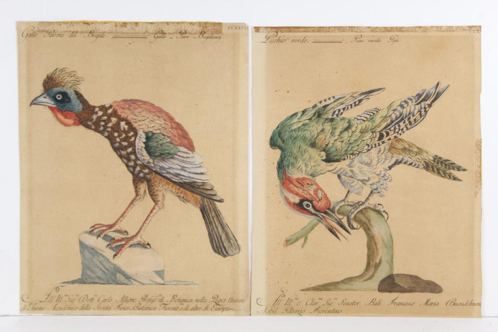 2 18th c Saverio Manetti HC Italian Bird prints (1 of 6)