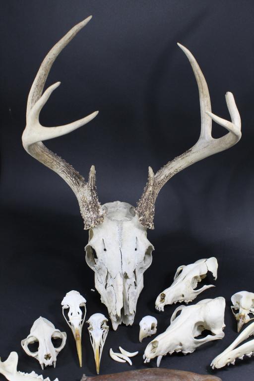 Collection of Animal Skulls: Deer skull and 9 other small skulls. Also several jawbones with teeth. Deer skull measure 21.5" (break loss to point of antler).