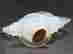 item-137542857=5