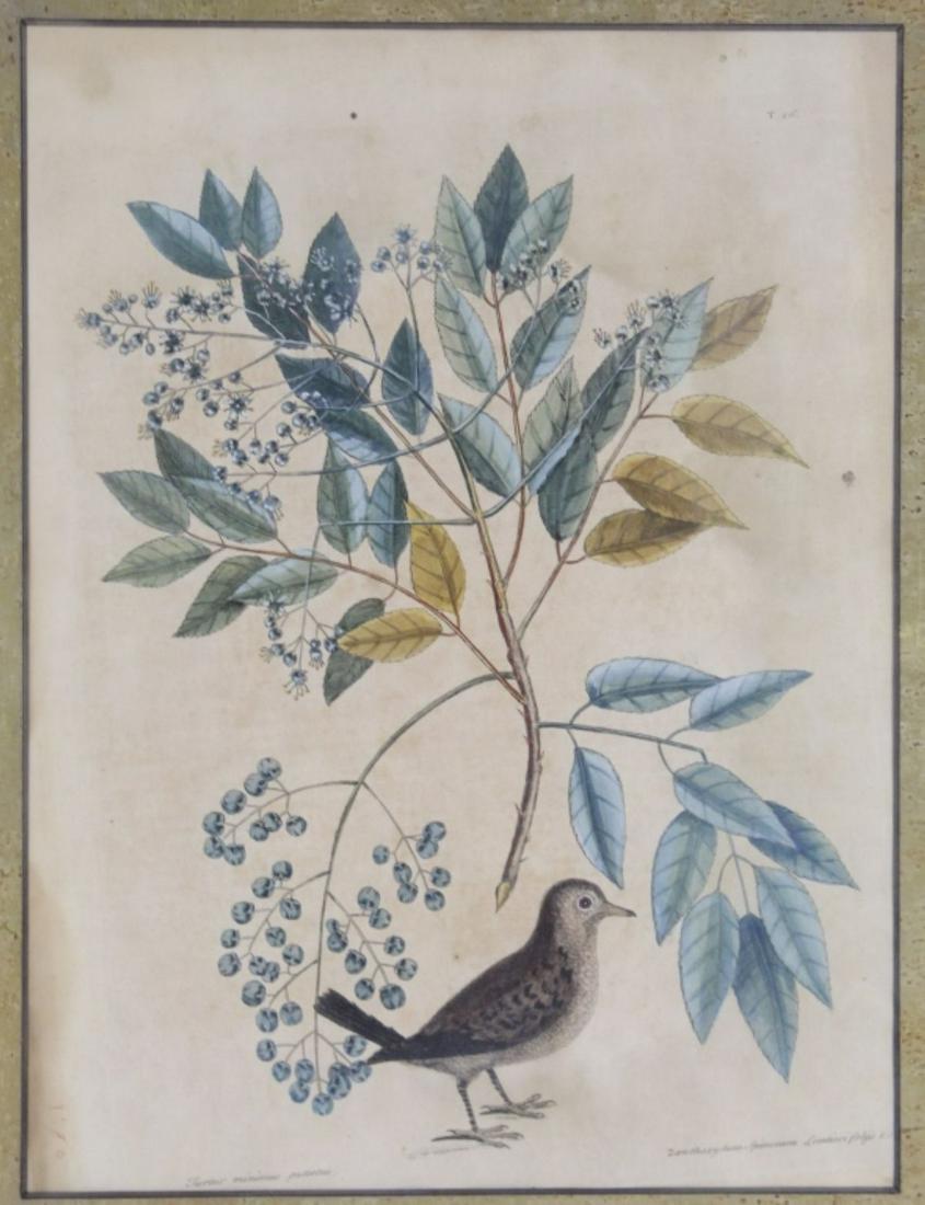 Mark Catesby Engraving Ground Dove18th C. (1 of 5)
