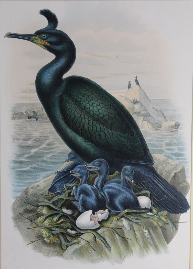 John Gould Hand Colored Lithograph Crested Cormorant (1 of 8)