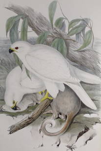 John Gould Hand Colored Lithograph White Goshawk: After John Gould (1804-1881) Hand colored 19th century lithograph of White Goshawk (Astur Nova-Hollandix, albino) illustrated by Elizabeth Gould (1804â€“1841) Birds of Australia. Age toning,