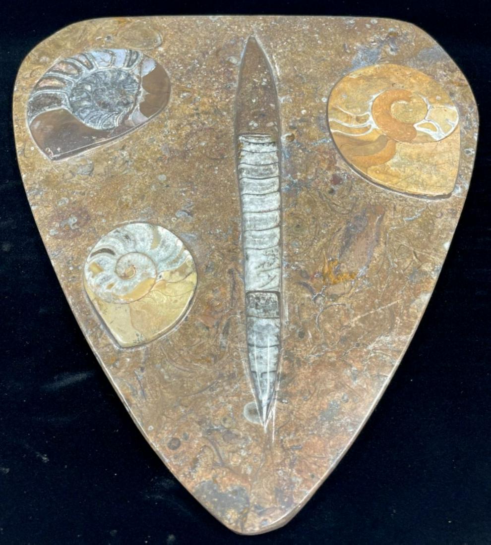 Large Fossilized Orthoceras & Ammonite Plate (1 of 5)