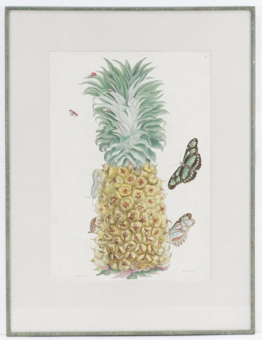 18th C. Botanical Etching / Maria Sibylla Merian (1 of 5)