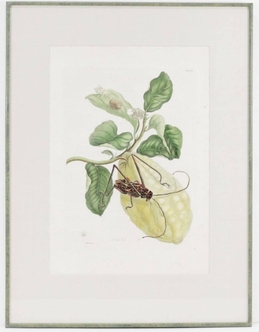 18th C. Botanical Etching / Maria Sibylla Merian (1 of 5)