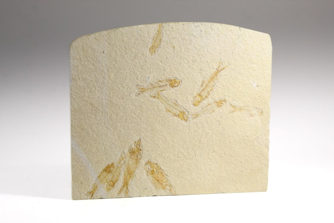 Fossilized Fish Plate, Wyoming (1 of 7)