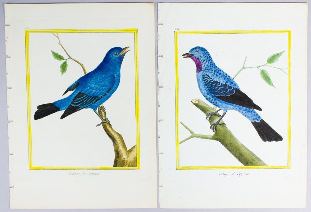 Martinet 18th C. H/C Engraving Blue Cotinga Birds (1 of 5)