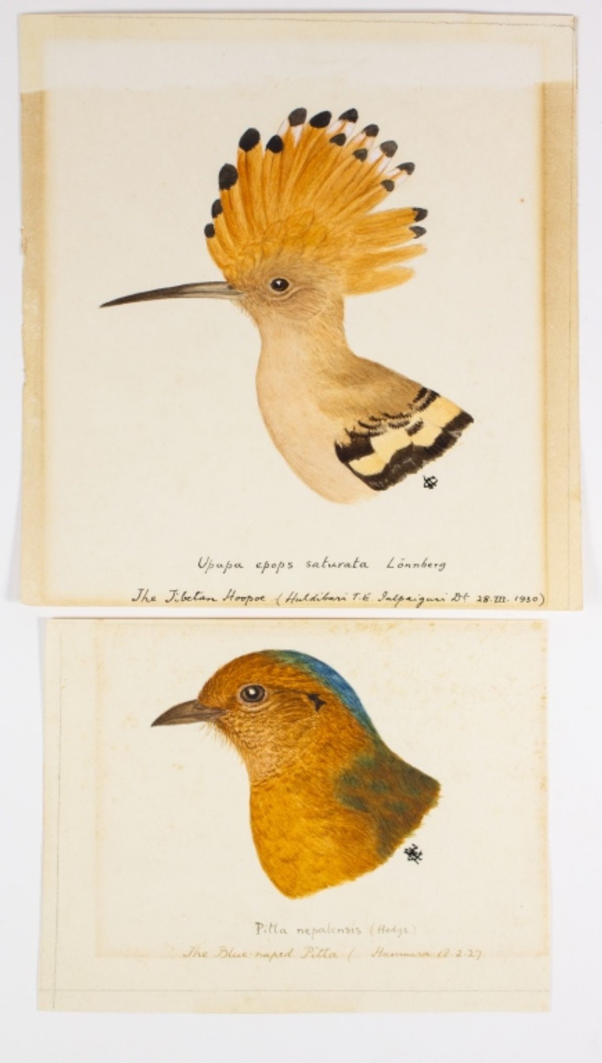 2 19th c Bird Study W/C Hoopoe Pitta Heads signed (1 of 5)