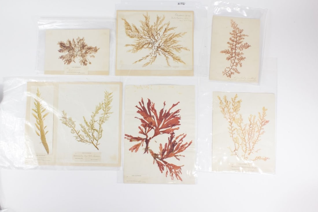 6 19th C Marine Algae Herbarium Mounts Cal. (1 of 6)