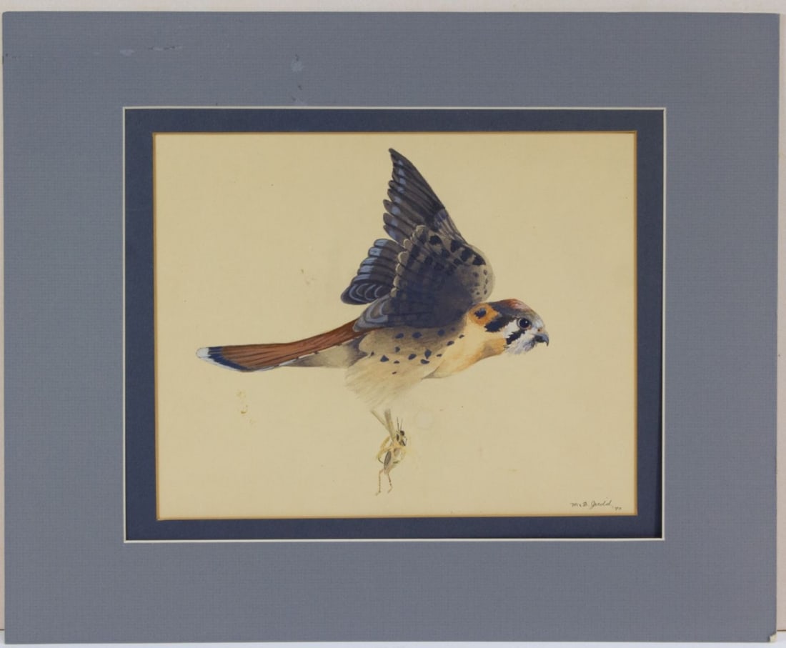Kestrel in Flight Watercolor by Judd 1970 (1 of 7)