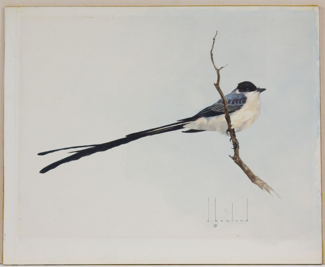 Douglas Howland (NY) W/C Fork-Tailed Flycatcher (1 of 6)