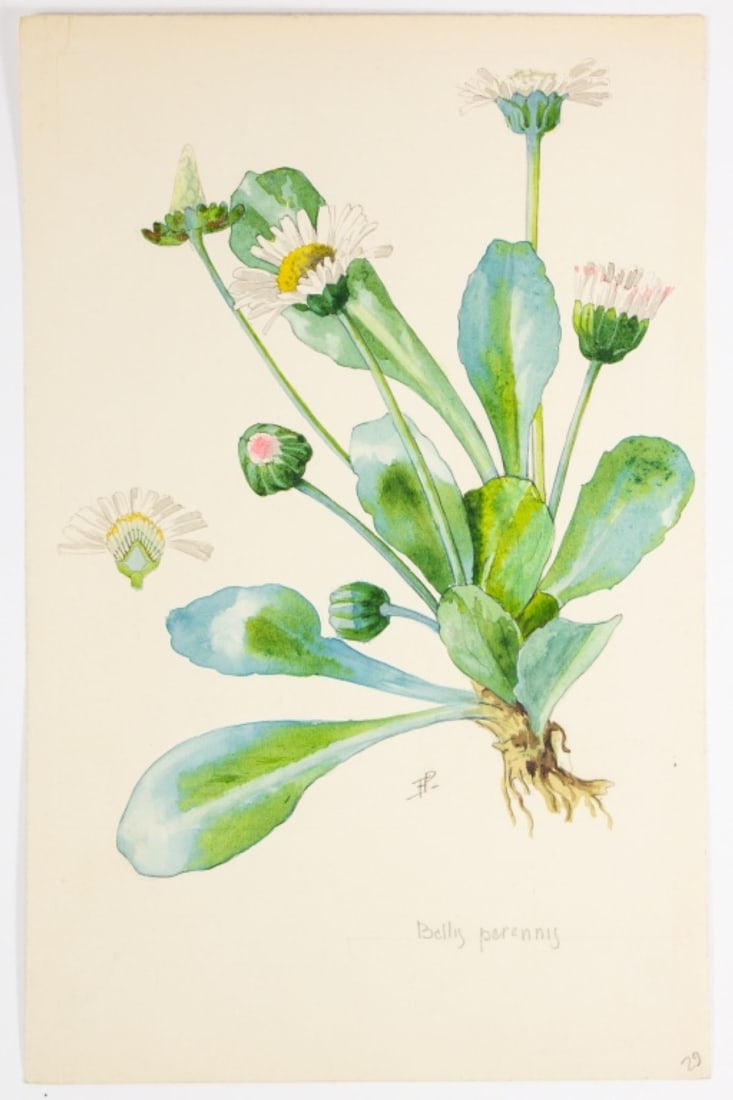 Frederic Porchet Floral Watercolor Common Daisy (1 of 6)