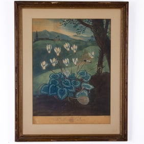 Thorton Aquatint Engraving, The Persian Cyclamen