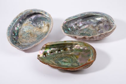 Three Iridescent Abalone Seashells