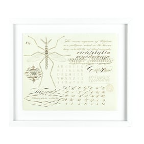 Curtis Steiner (WA) "Insects & Alphabets: Mosquito