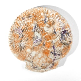 Wedgwood Moonlight Lustre Pearlware Shell Dish