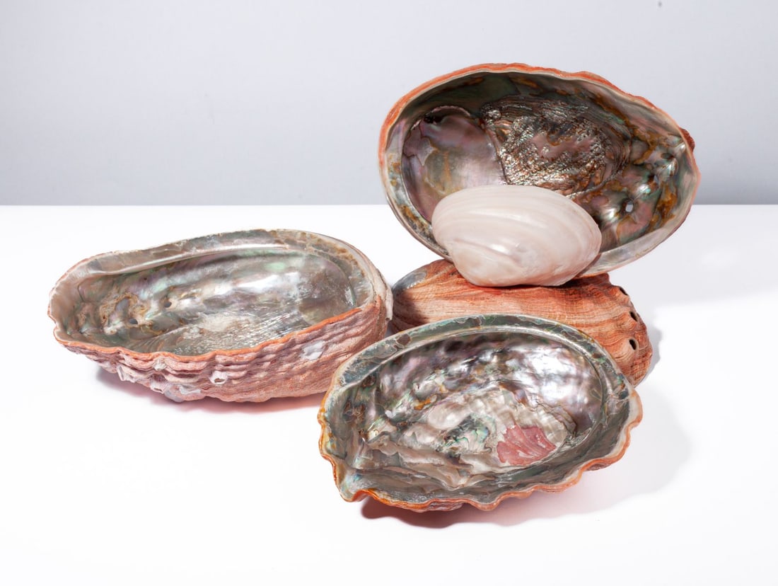 Vintage Large Red Abalone Shells & Lamp 9.25" (1 of 7)