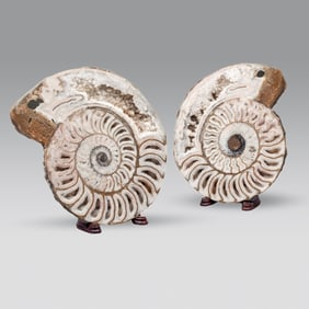 Fossilized Ammonite with Crystalized Chambers