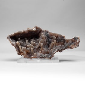 Druzy Agatized Coral Colony Geode Specimen