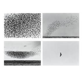 Lukas Felzmann 4pc "Black Birds Flock Movement"