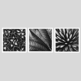 John Brown 3-Piece Leaf Photographs