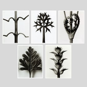 Karl Blossfeldt "Unformen der Kunst" 6pc Group