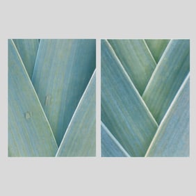 Jim Christensen Pair "Leeks" Photographs