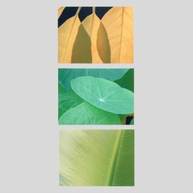 Jim Christensen 3pc "Leaf Design" Photographs
