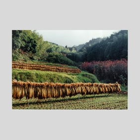 Mitch Epstein "Rice Paddies after the Harvest"