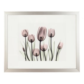 Albert Koetsier "Tulips" Silverprint of Radiograph