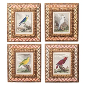 Jacques de Sève Parrot Engravings / APF Frames