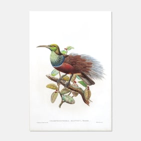 Sharpe & Gould "Mantou's Riflebird" Lithograph