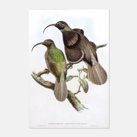 Sharpe & Gould "Black-billed Sicklebill" Litho