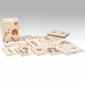 Vintage Collection 31 Botanical Herbarium Samples