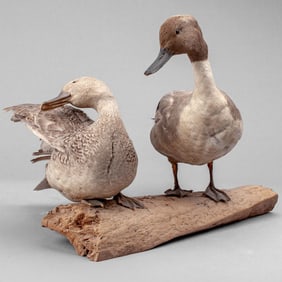 Northern Pintail Ducks Taxidermy on Driftwood