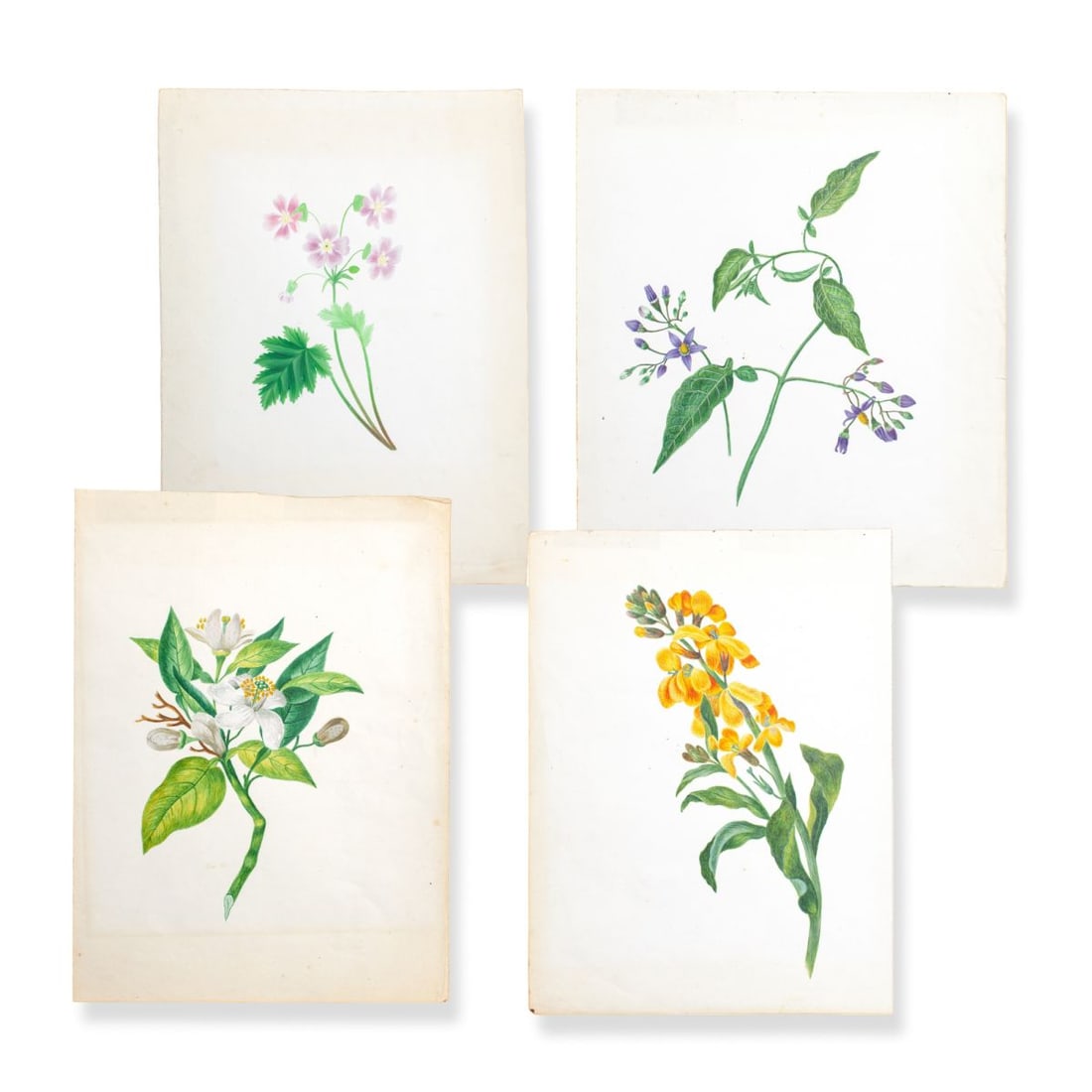 Four Antique English Color Pencil Botanicals (1 of 9)