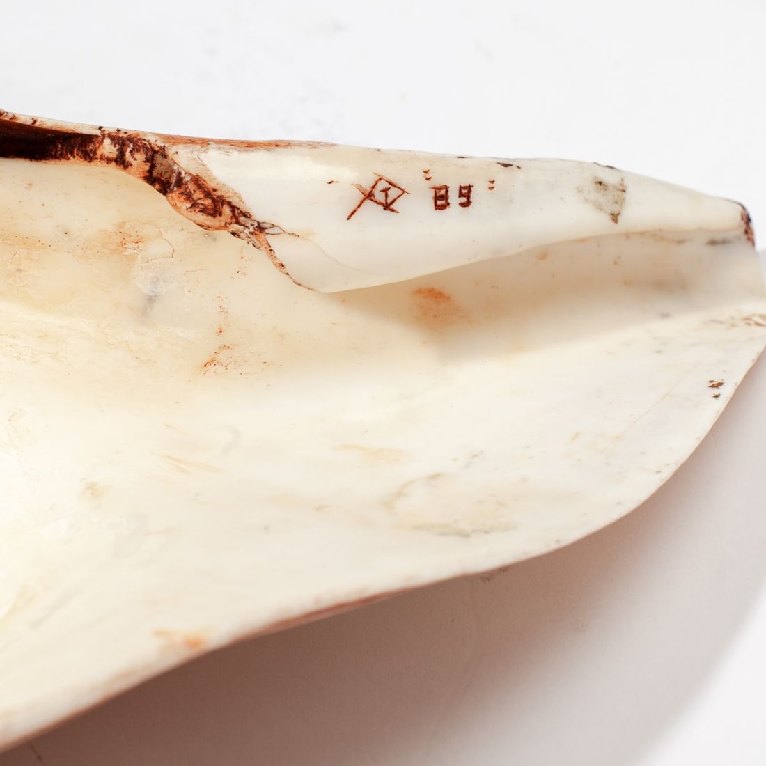 Dan Townsend Cherokee Carved Conch Shell - 5