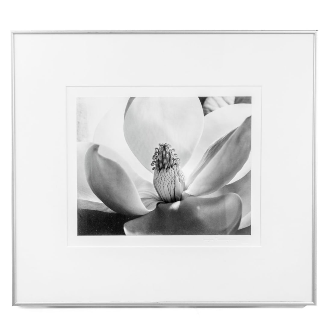 Imogen Cunningham "Magnolia Blossom" Photograph (1 of 4)