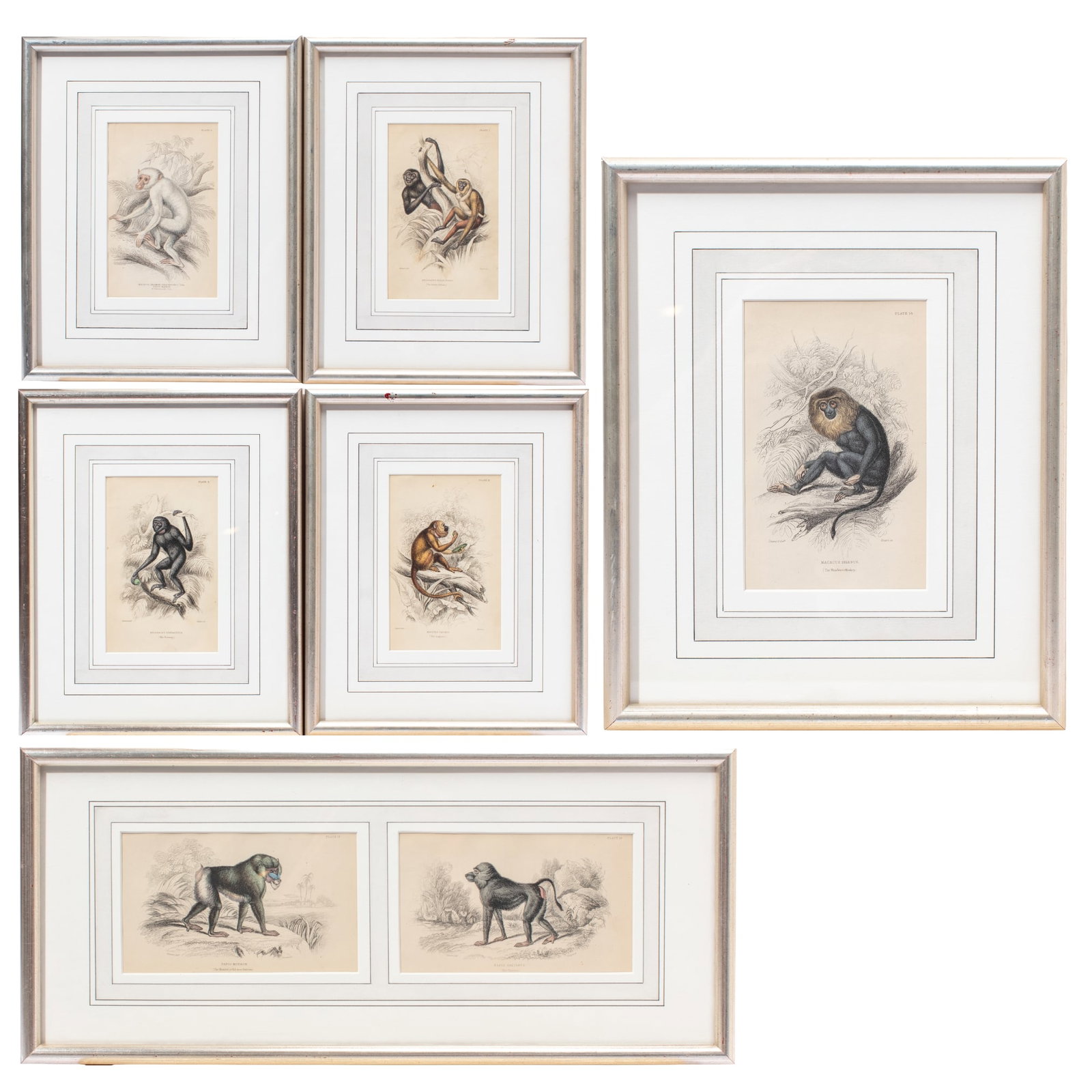 Seven Antique Colored Engravings of Monkeys (1 of 7)