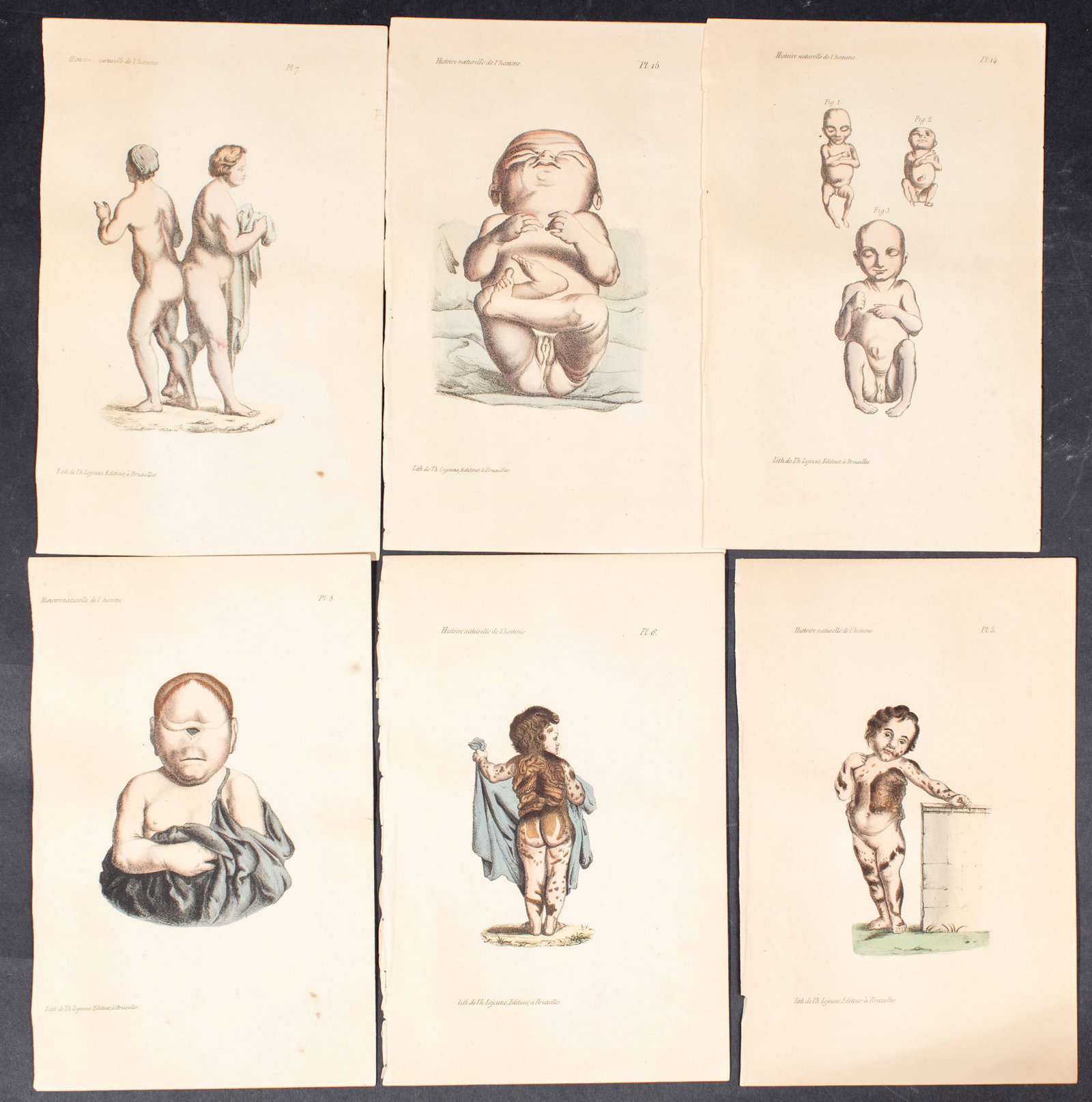 Antique Natural History Engravings After Buffon (1 of 7)