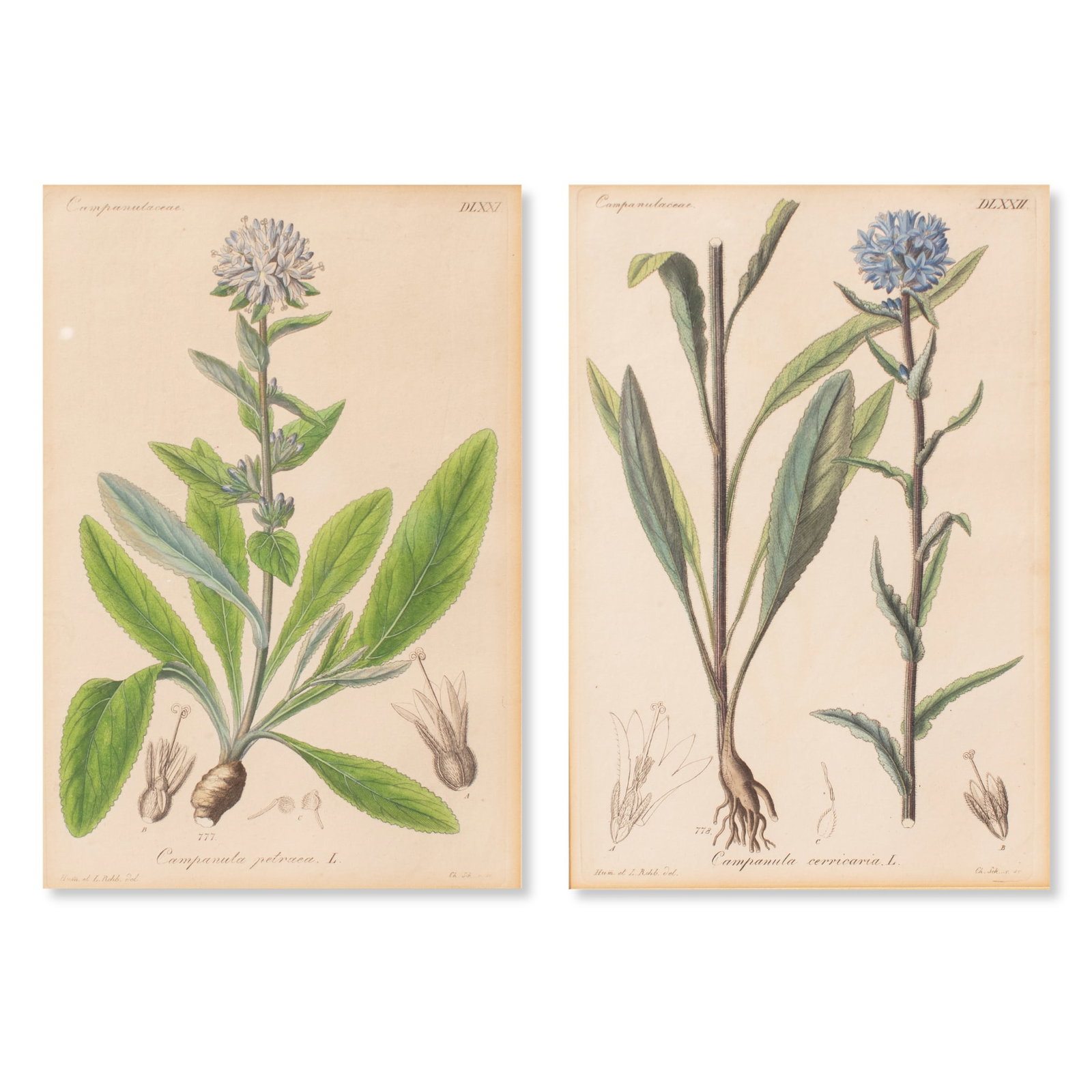 Two Antique Botanical Copperplate Etchings (1 of 6)