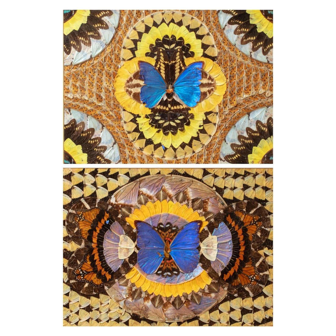 Two Vintage Brazilian Morpho Butterfly Collage Art: Two Vintage Brazilian collaged artworks featuring symmetrical arrangements of butterfly wing specimens, with those of the Morpho Butterfly at center. Framed. Some losses to specimens; in good overall