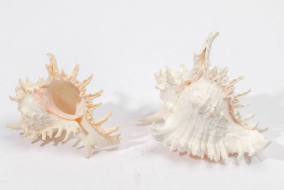 Two Ramose Murex Shells - 2