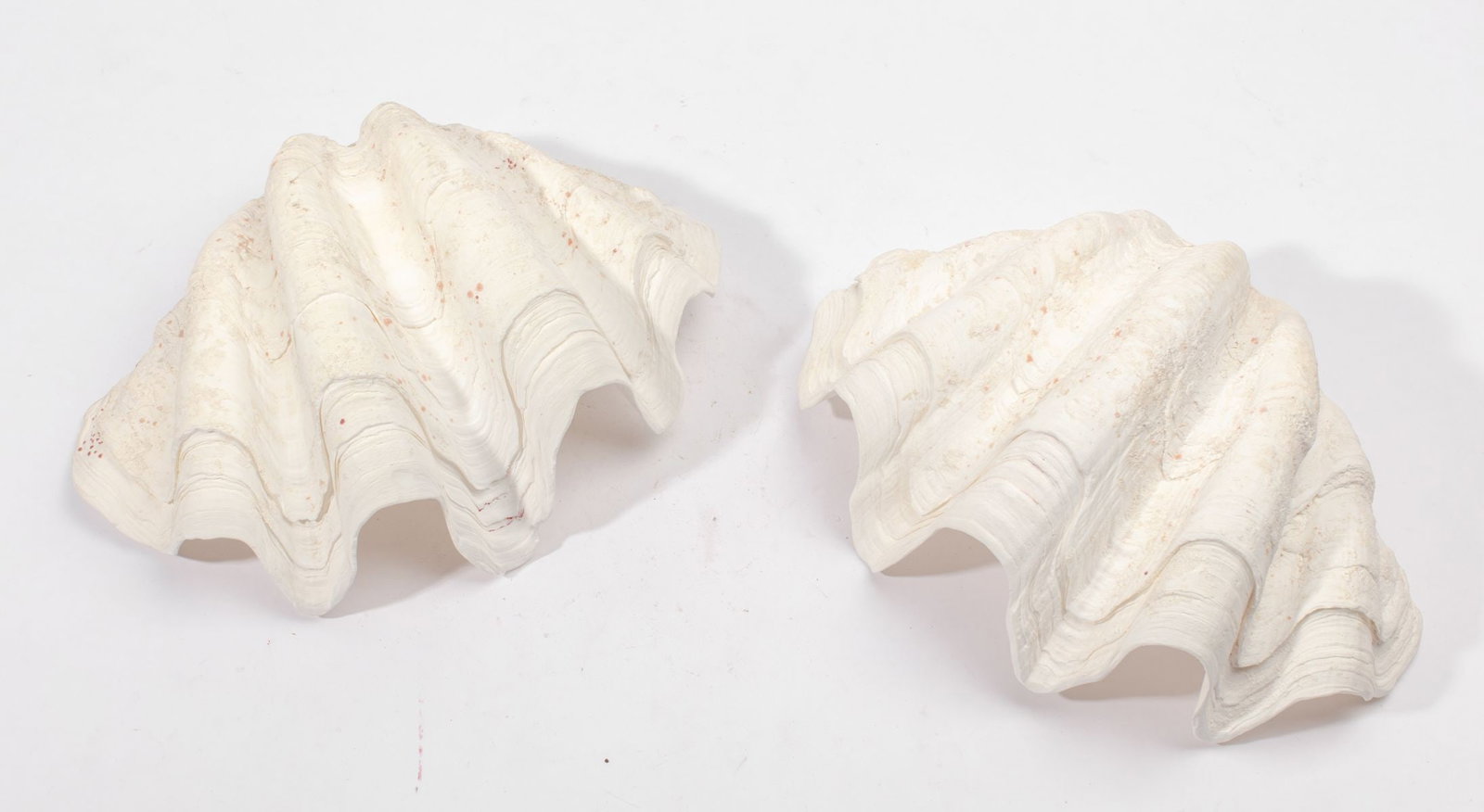 Giant Clam Shell - 2