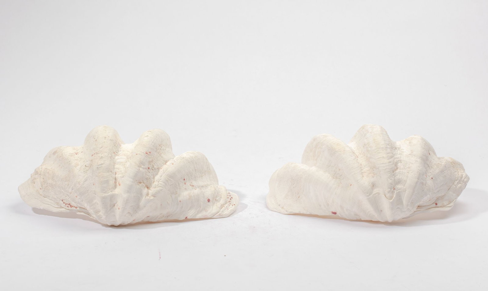 Giant Clam Shell - 3