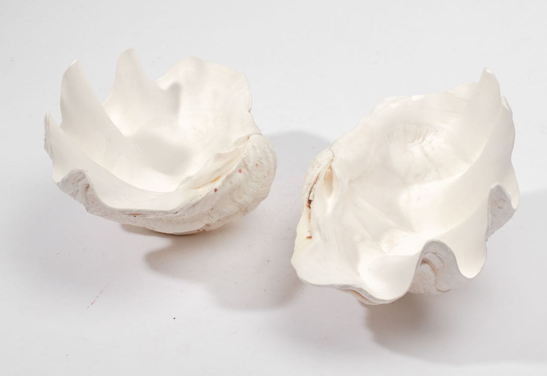 Giant Clam Shell - 4