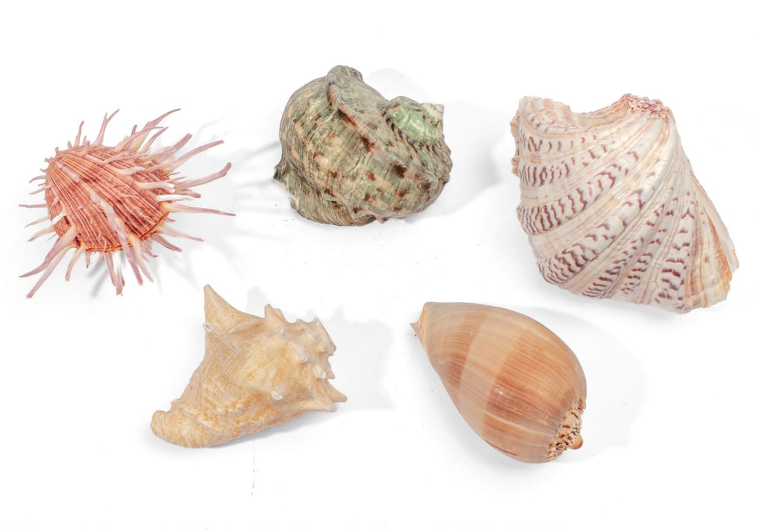 Green Turban Snail Shell, Bear Paw Clam: Collection of 5 large shells including a green turban snail shell and a bear paw clam.
