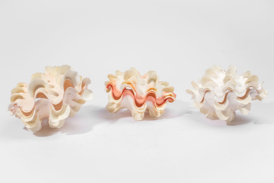Five Fluted Giant Clam Shells - 2