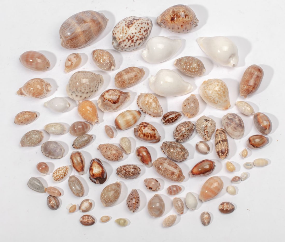 Mixed Cowry Shell Collection - 2