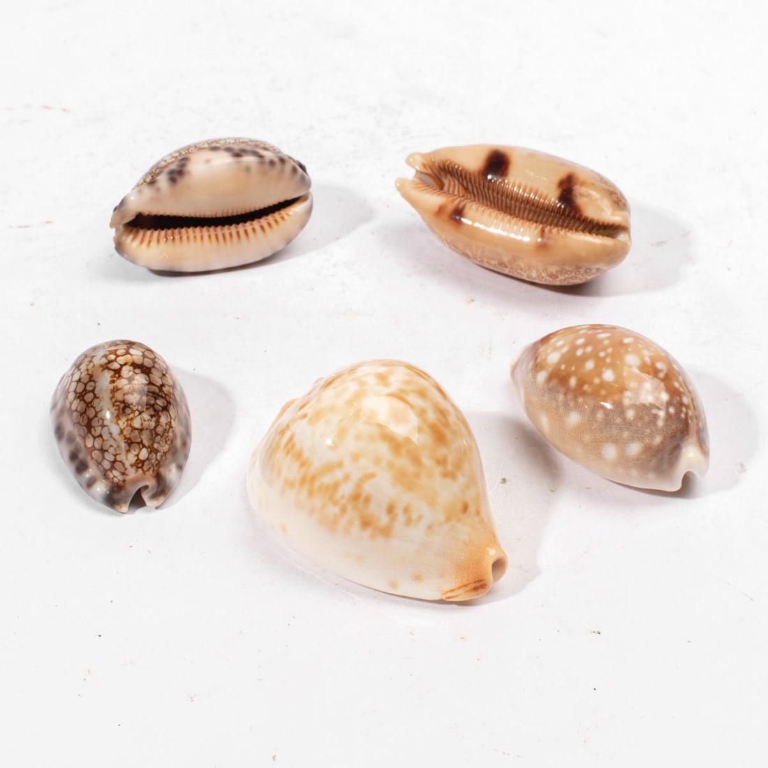 Mixed Cowry Shell Collection - 3